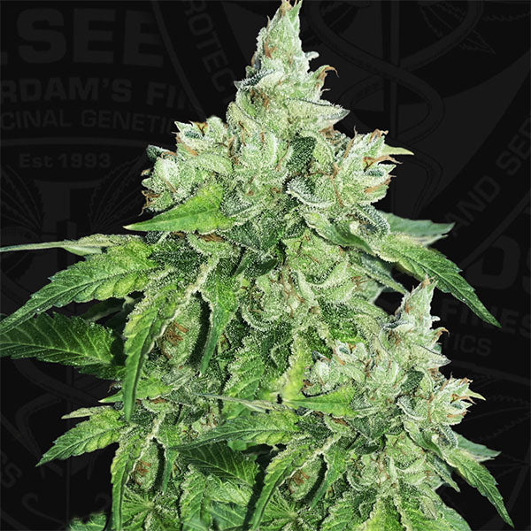 Citron Givre 2 fem. units T.H. Seeds