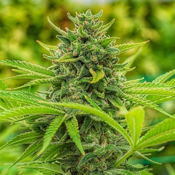 Clementine Slush 6 pz. fem. The Cali Connection