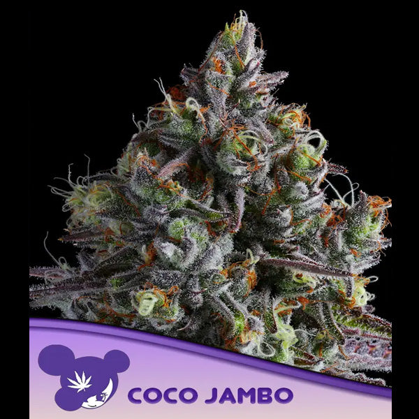 Coco Jambo 3 u. fem Anesia