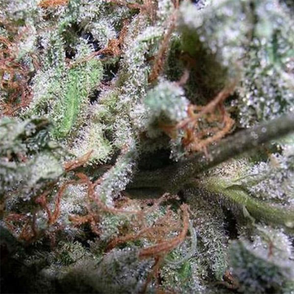 Coleccion Indica Pack 6 u. Paradise Seeds