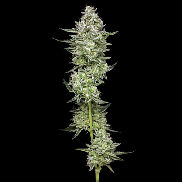 Collieman Kush 5 ud. fem Humboldt Seeds Company