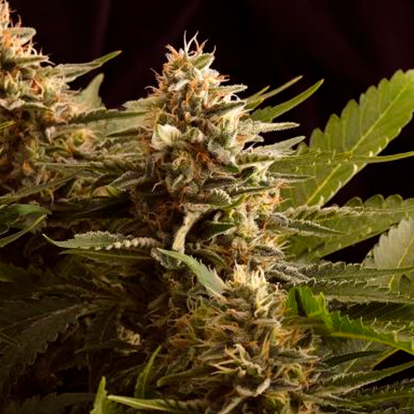 Colombian Jack 3 u. fem. Kannabia Seeds