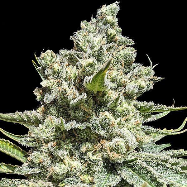 Concorde 5 pz. Advanced Seeds Edizione Limitata