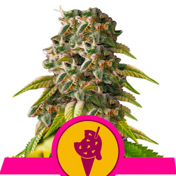 Cookies Gelato 5 u. fem. Royal Queen