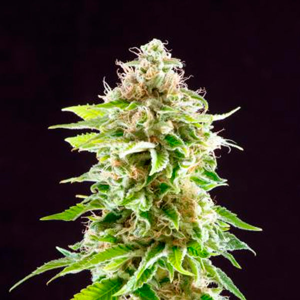 Cookies Haze 5 u. fem. Kannabia Seeds