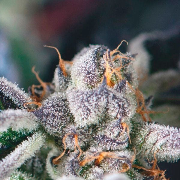 Cookies USA 5 u. fem. Pyramid Seeds
