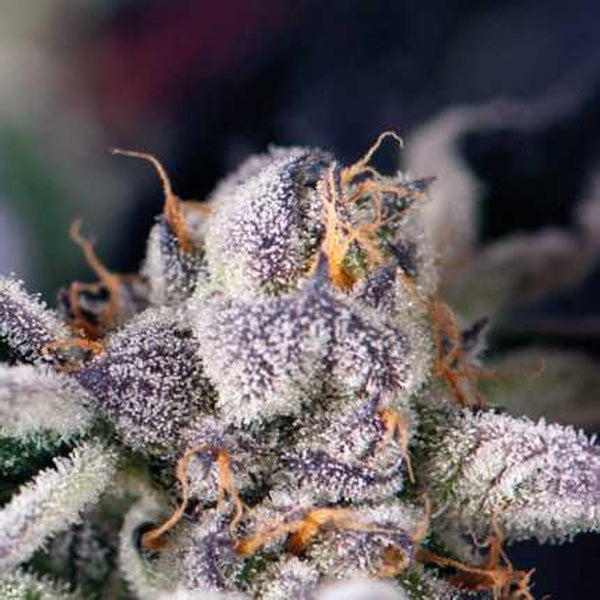 Cookies USA 7 unità. Reg. Pyramid Seeds