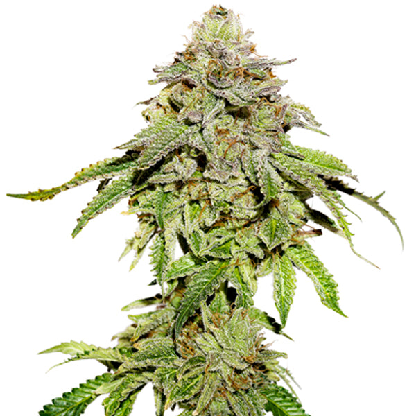 Cookies and Cream fem. 1 u. Seedstockers