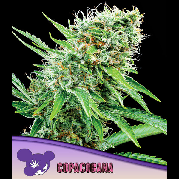 Copacobana 3 u. fem Anesia