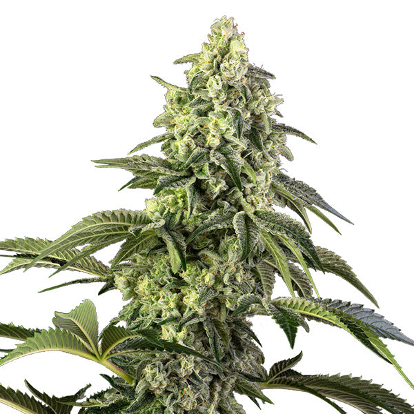 Cosmic Kiss 5 u. fem. Sensi Seeds