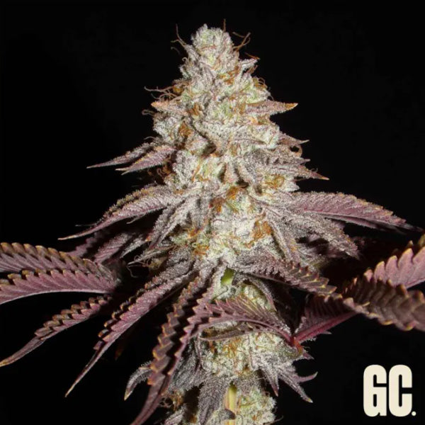Crash Crimes 3 u. fem Grand Cru Genetics