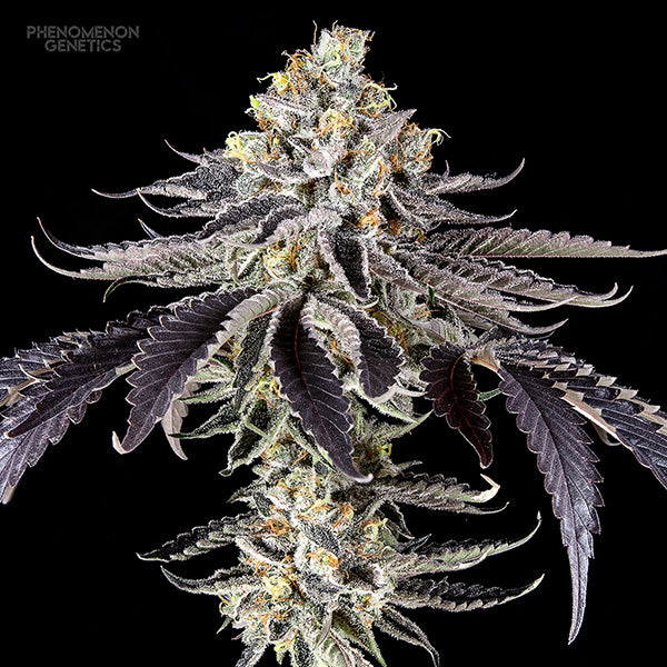 Crazy Melon 10 u. fem Phenomenom Genetics