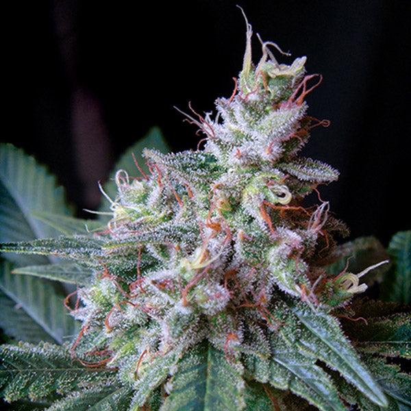 Cream Caramel 3+1 u. fem. Sweet seeds