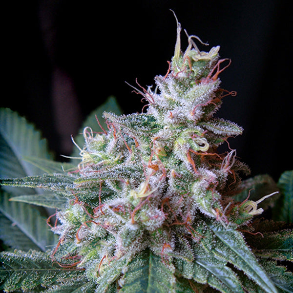 Cream Caramel 100 pcs. fem. Bulk Professional Sweet Seeds