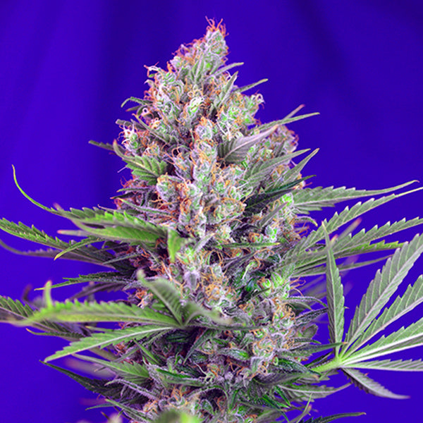 Cream Mandarine Fast Version 5+2 u. fem. Sweet Seed
