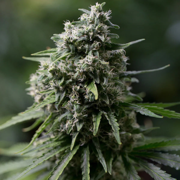 Critical + 2.0 - 3 ud Silent Seeds