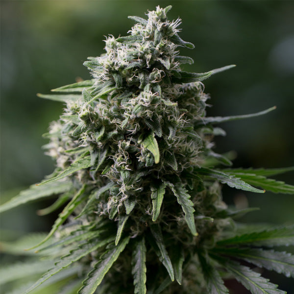 Critical + 2.0 - 25 ud Silent Seeds