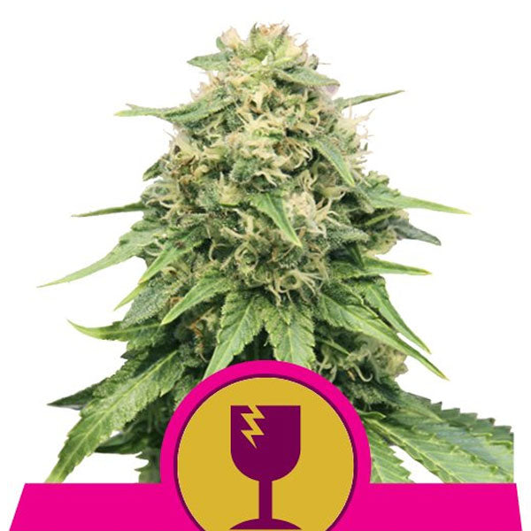 Critical 5 u. fem. Royal Queen