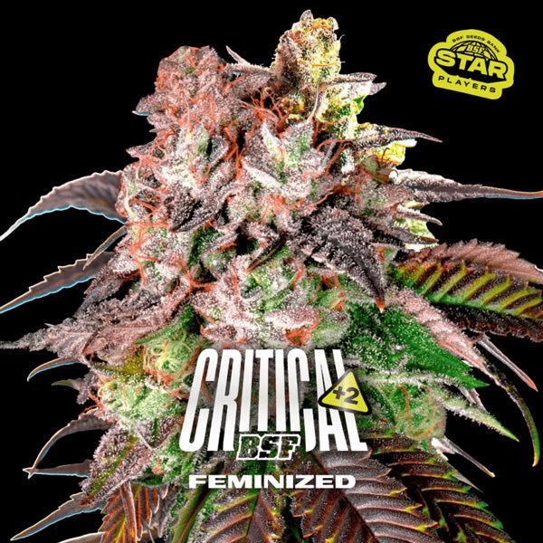 Critical +2 - 7 u. fem BSF Seeds