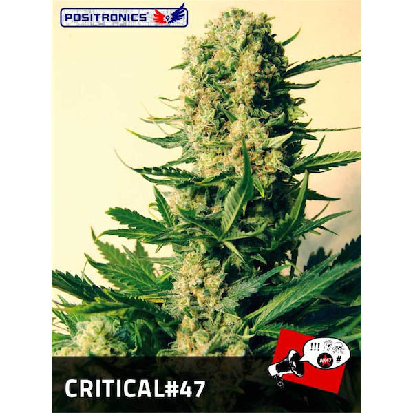 Critical #47 - 5 pz fem. Positronics Seeds