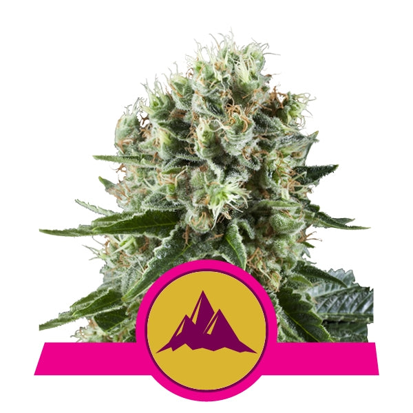 Critical Kush 5 u. fem. Royal Queen
