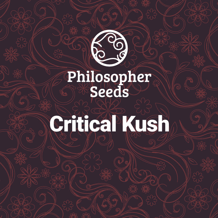 Critical Kush 3 units female Philosopher