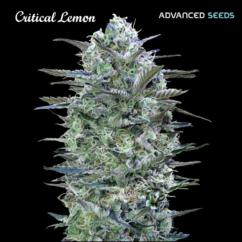 Critical Lemon 3 + 1 u. fem. Advanced Seeds