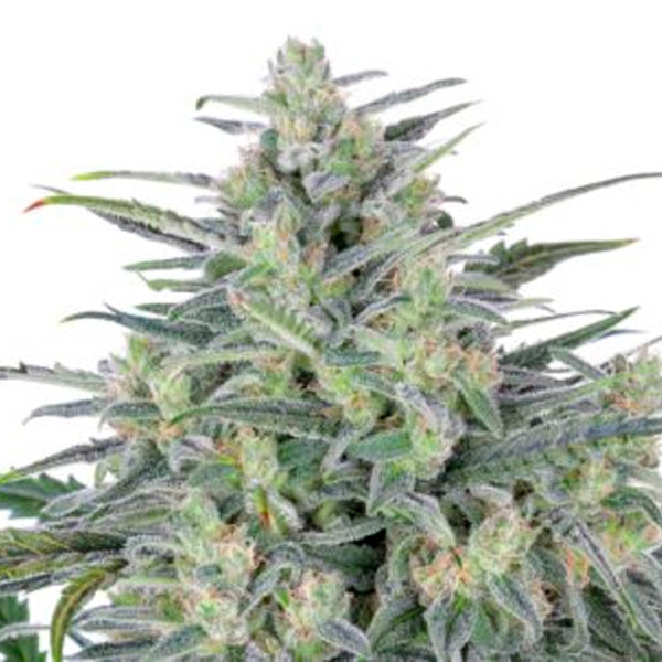 Critical Lights 3 u. fem. Expert Seeds