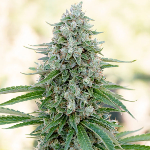 Critical Mango 5 ud Silent Seeds