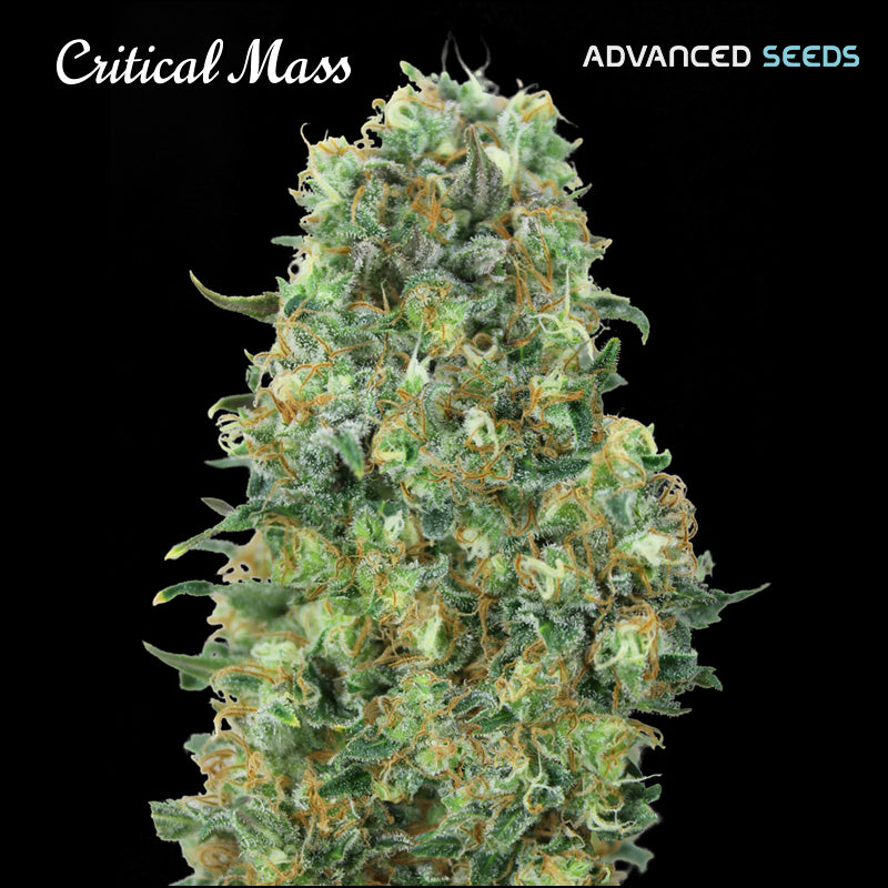 Critical Mass 25 u. fem. Advanced Seeds