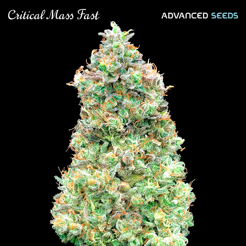 Critical Mass Fast 25 u. fem. Advanced Seeds