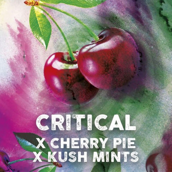 Critical Mints 3 u. fem. Tramuntana Seeds