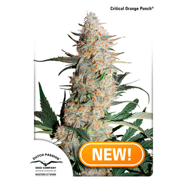 Critical Orange Punch 5 pz. fem. Dutch Passion