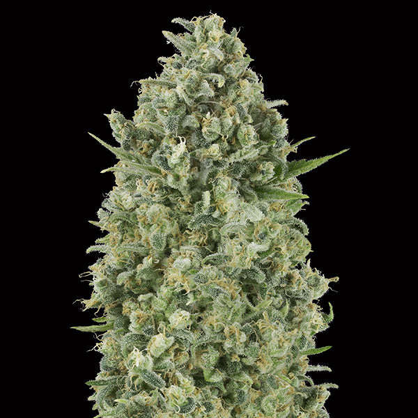 Critical Poison 100 ud. fem. 00 Seeds