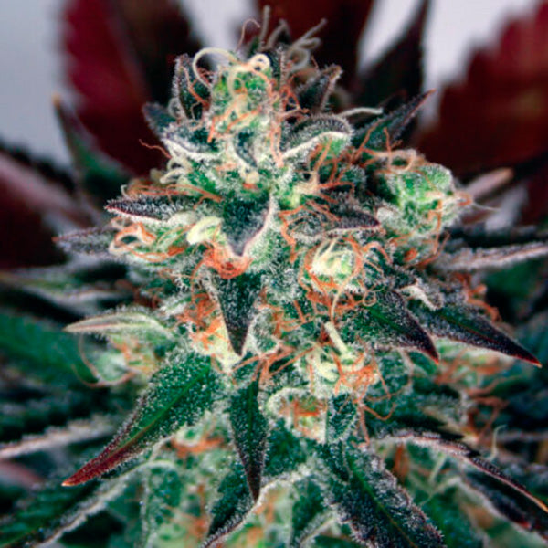 Critical Relief CBD 15 u. fem. Garden of Green Seeds