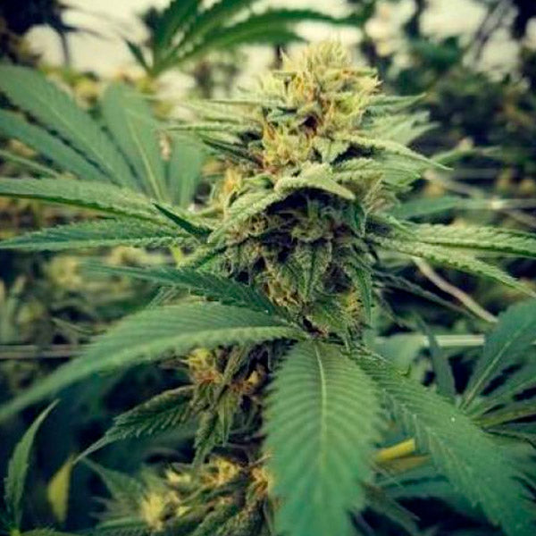 Critical Sour 4 pz. fem. Female Seeds