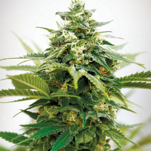 Critical XXL 5 u. fem. Garden of Green Seeds
