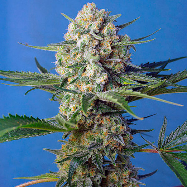Crystal Candy F1 Fast Version 5+2 fem. Sweet Seeds