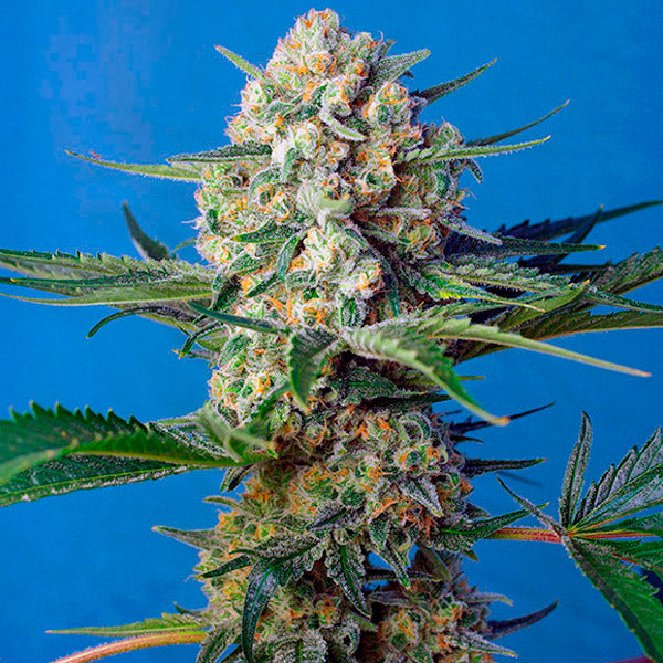 Crystal Candy F1 Fast Version 25 pcs. fem. Bulk Professional Sweet Seeds