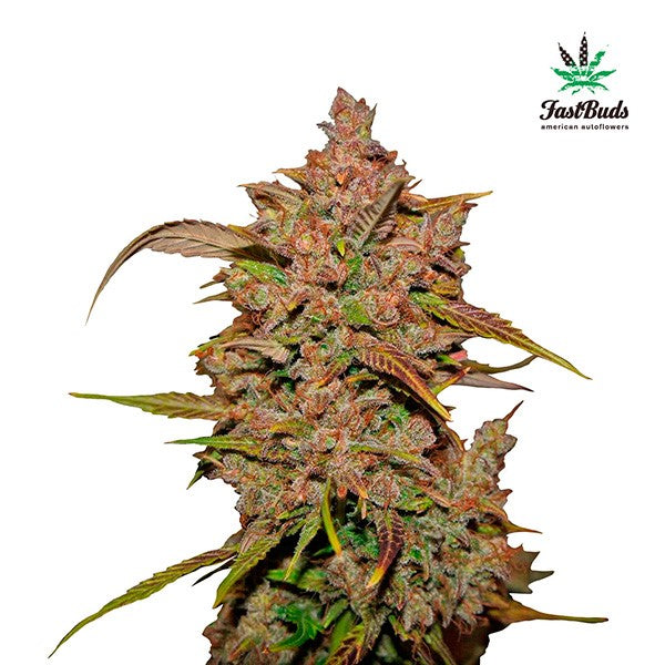Crystal Meth Auto 5 pk. fem. FastBuds Seeds