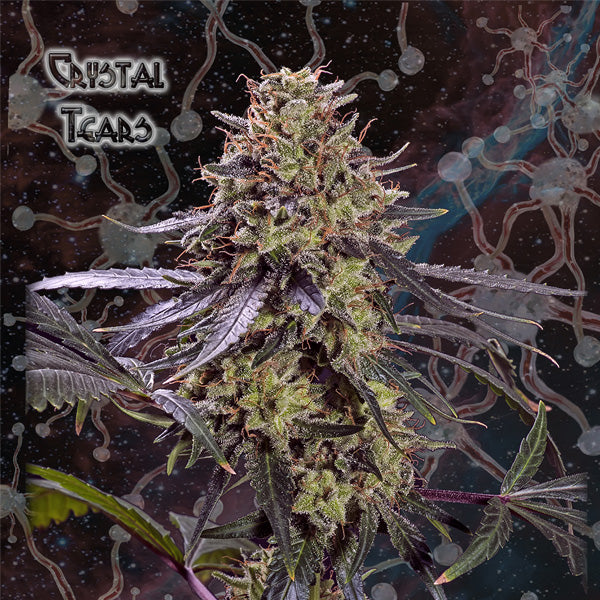 Crystal Tears 5 u. fem. Geneseeds