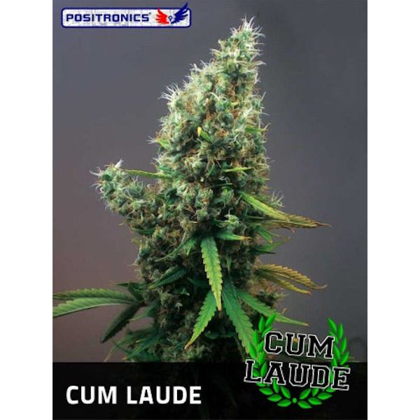 Cum Laude 3 ud. fem. Positronics Seeds