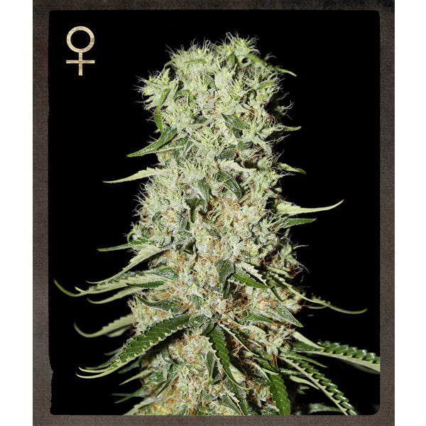 Damnesia 10 pz. fem. Strain Hunters