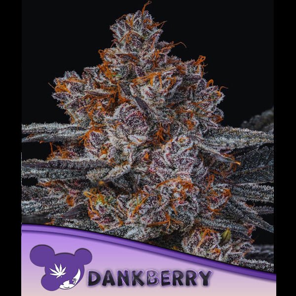 Dankberry 3 u. fem Anesia