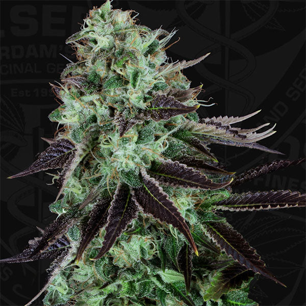 Darkstar 2 u. fem. T.H. Seeds