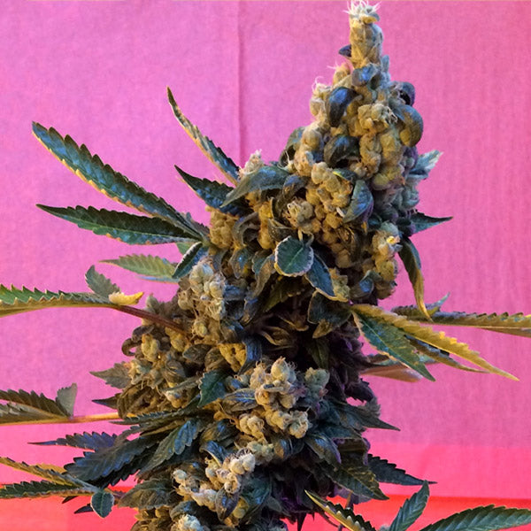 Deedee 6 u. REG French Touch Seeds