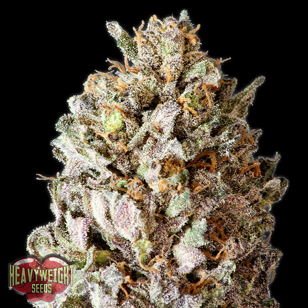 Diesel Drift 5 u. fem. Heavyweight Seeds
