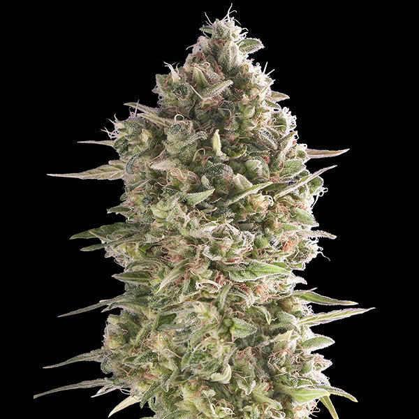 Do-Si-Dos Cookies 5 u. fem. 00 Seeds