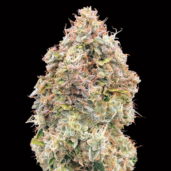 Do-Si-Dos Cookies Fast 5 u. fem. 00 Seeds