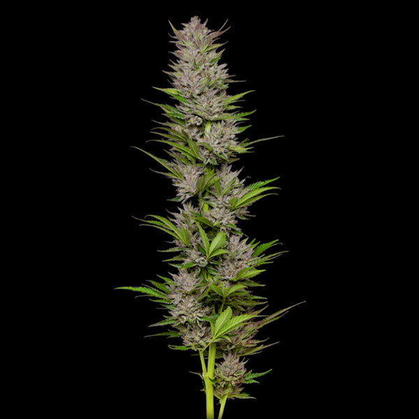 Don Carlos 5 u. fem Humboldt Seeds Company